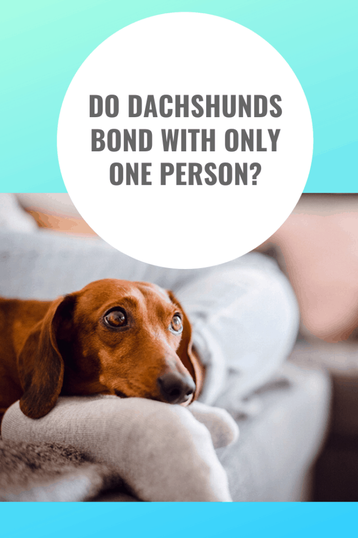 do dachshunds pick one person