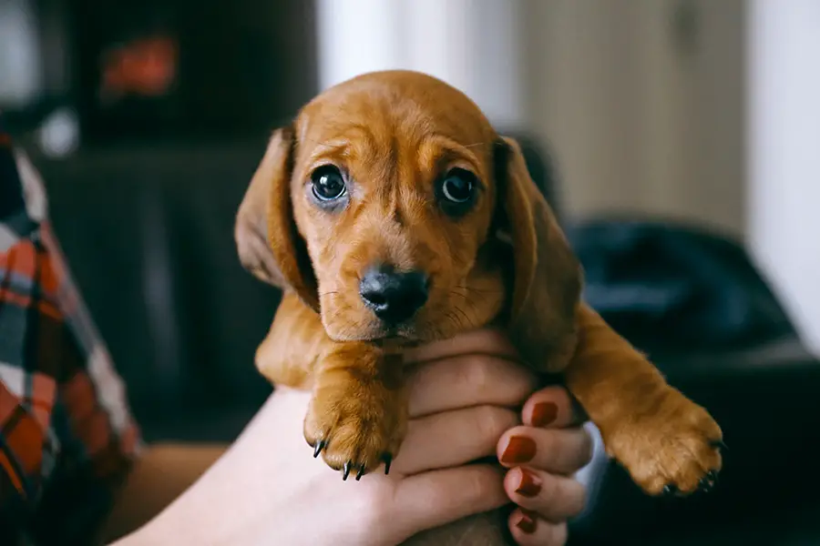 How To Identify A Pure Breed Dachshund