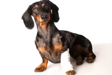 Do Dachshunds Have Leg Problems?