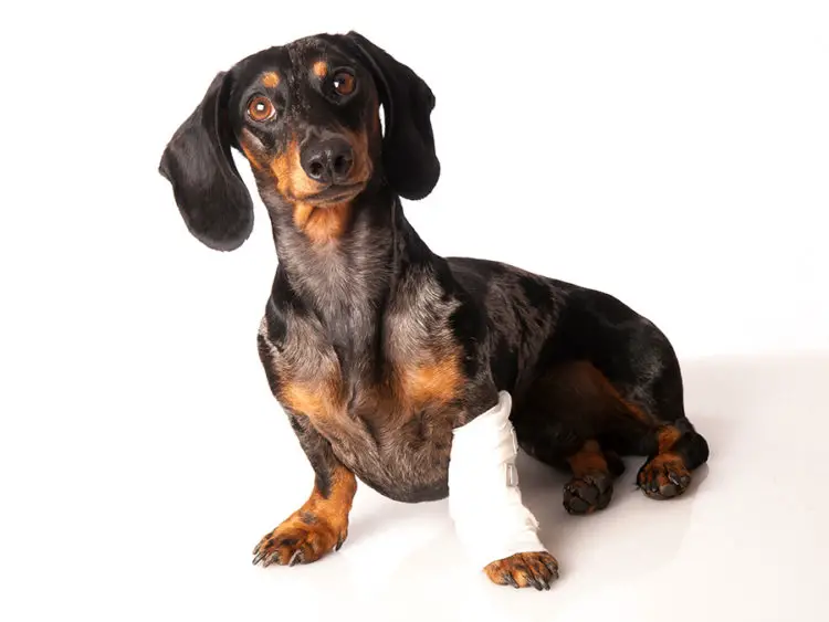 Do Dachshunds Have Leg Problems?