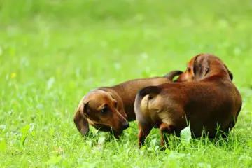 Do Dachshunds Know When They Fart?