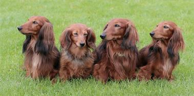 do smooth haired dachshunds shed