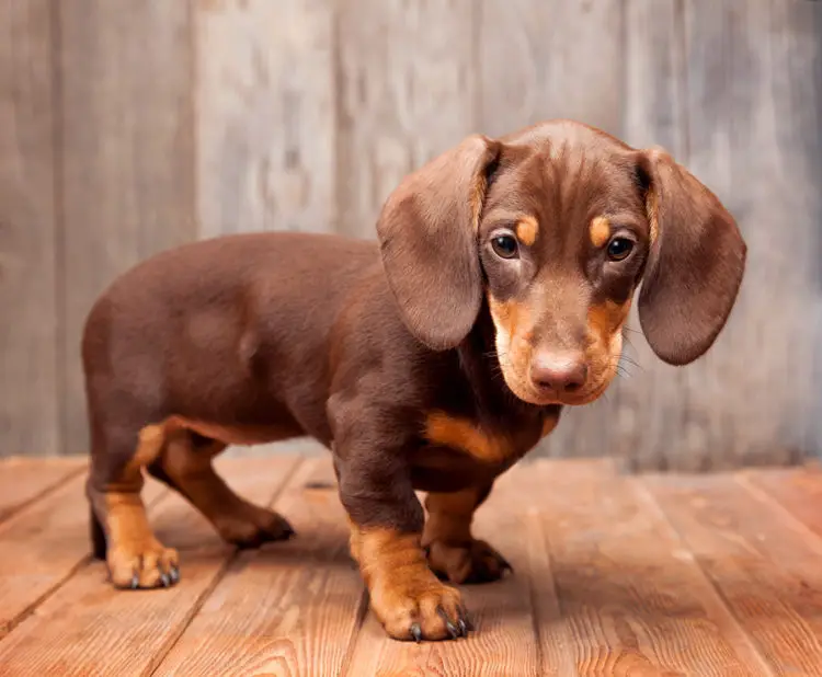 Easy Steps to Make Your Dachshund Behave