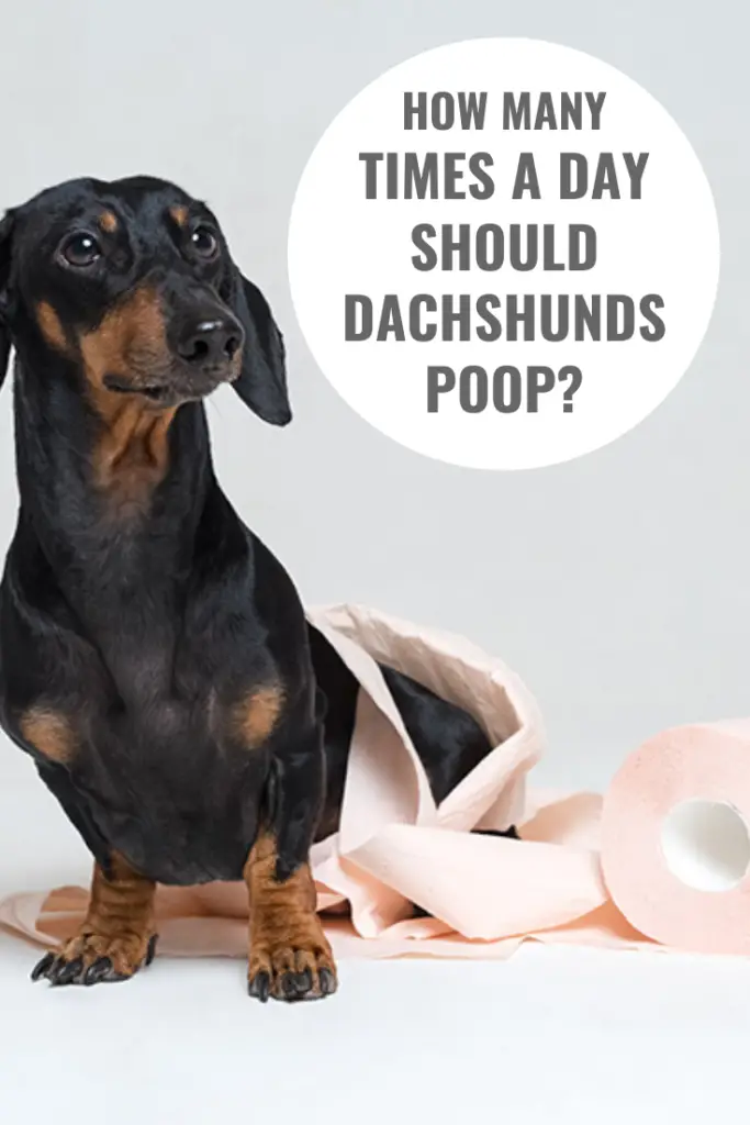 How Many Times A Day Should A Dachshund Poop?