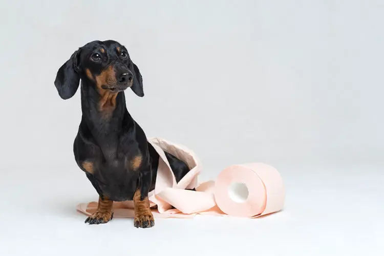How Many Times A Day Should A Dachshund Poop?