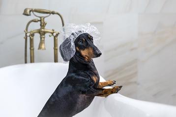 how often should you bathe your dachshund