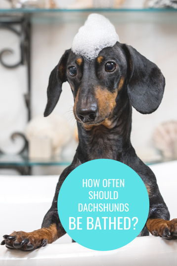 how often should you bathe your dachshund