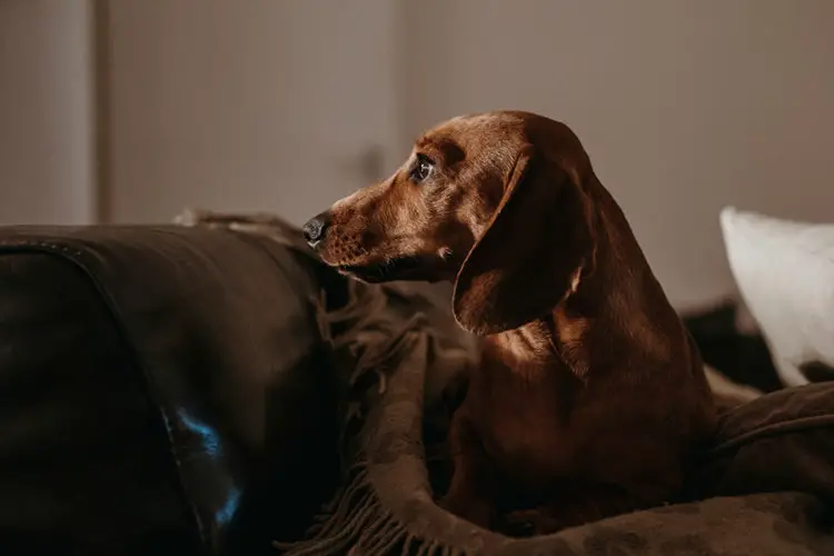 How long Can I Leave My Dachshund alone?