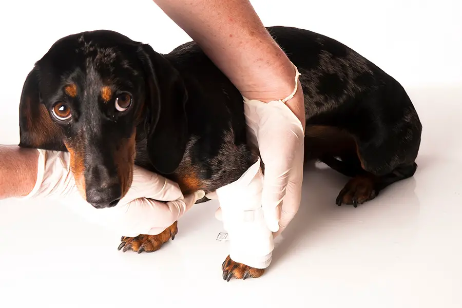 How to Care for Dachshunds After Surgery?
