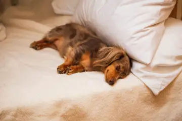 Reasons Why Your Pet Shouldn’t Sleep in Your Bed