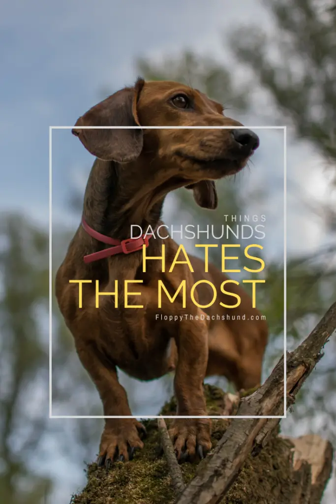 The List of Things Dogs Hates the Most