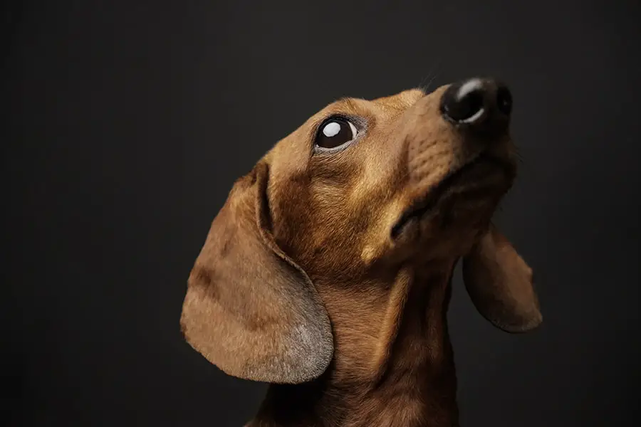 Vision Of The Dachshund