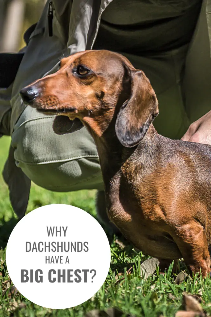 Why Do Dachshunds Have Big Chests?