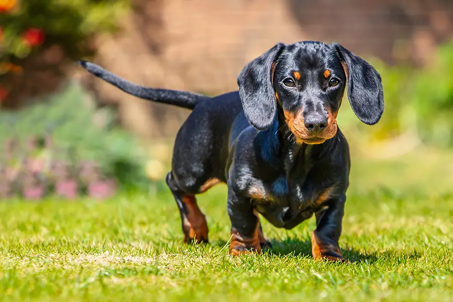 Why Do Dachshunds Have A Big Chest?