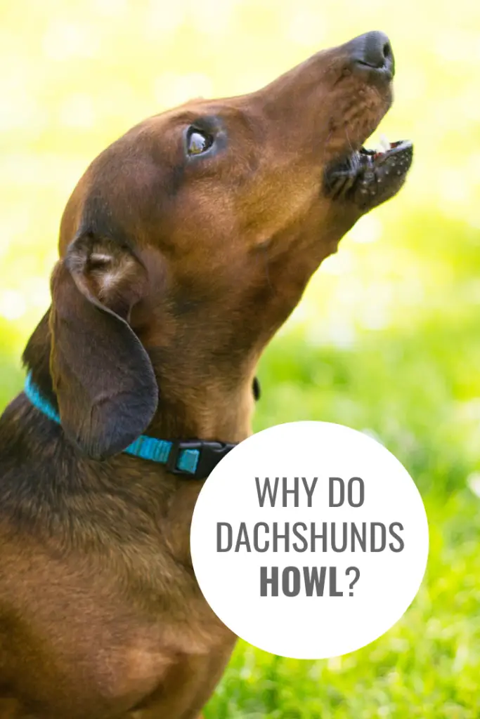 Why Do Dachshunds Howl?