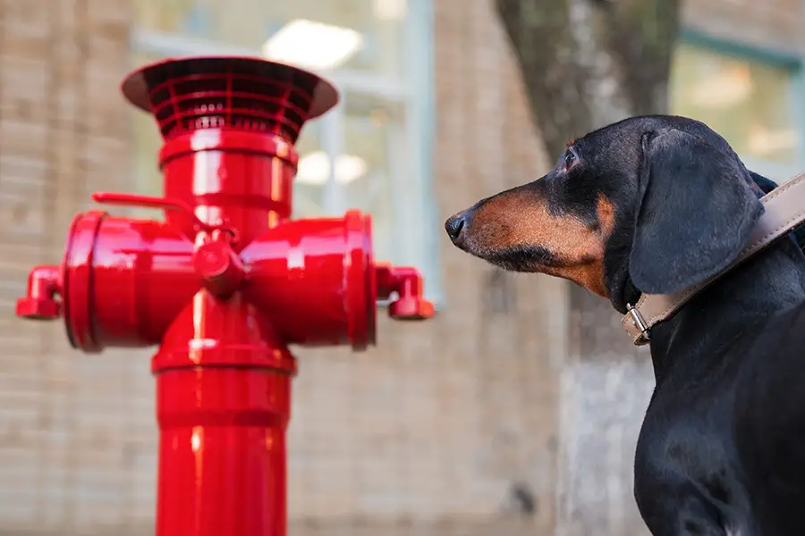 Why Do Dogs Pee On Fire Hydrants?