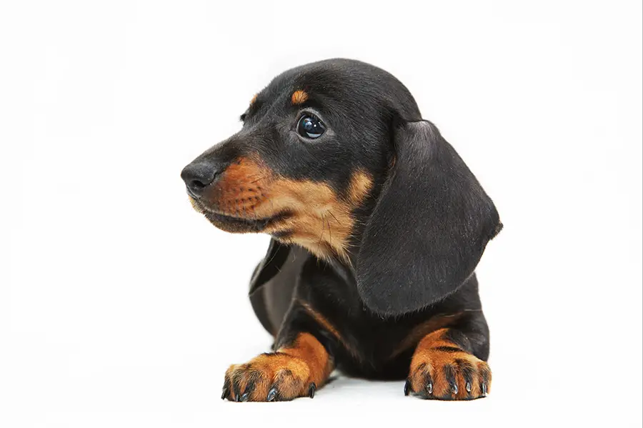 Why do dachshunds feet turn out?