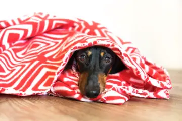 Are Dachshunds Cold-Natured?