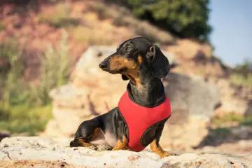 Great Harnesses Your Dachshund Would Love To Have