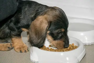 Most Nutritious And Delicious Dachshund Food