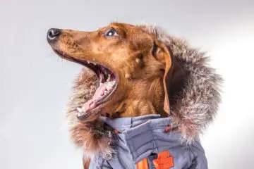 Top Clothing Brands For Your Dachshund
