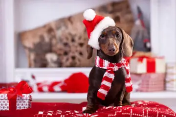 What Are Best Christmas Gifts For Your Dachshund?