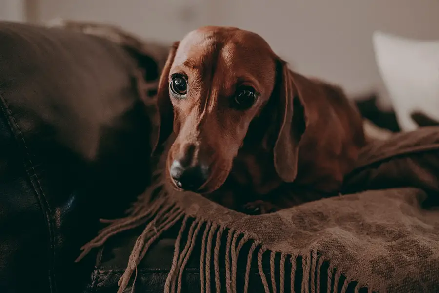 Why Do Dachshunds Bark At Night When There's Nothing Going On?