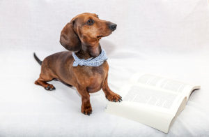 Do You Know About These Best Dachshund Guides? - Floppy The Dachshund