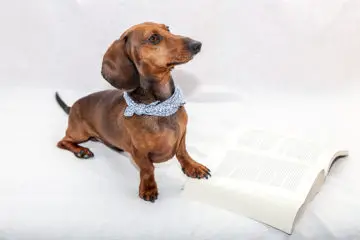 Do You Know About These Best Dachshund Guides?