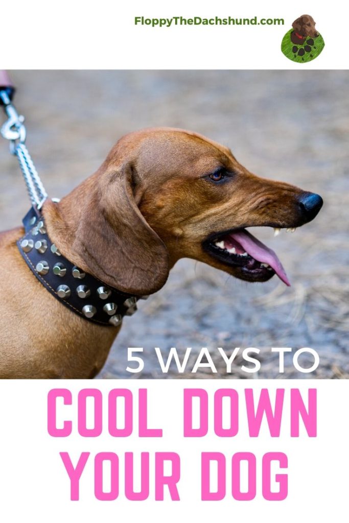 5 Ways to Cool Down Your Dog