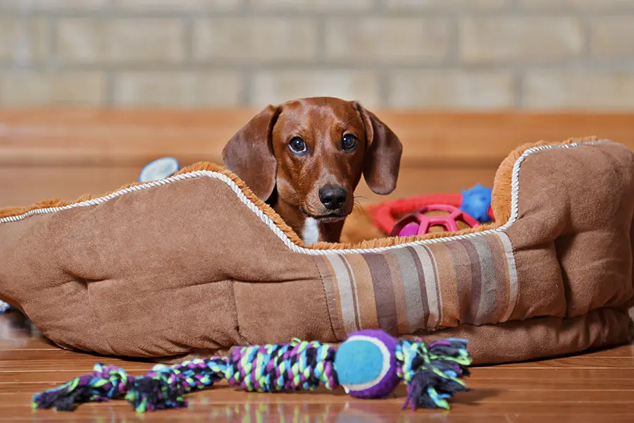 Are Wool Toys Safe For Dogs?