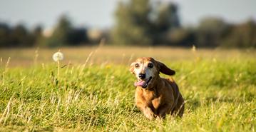 can catnip kill dogs