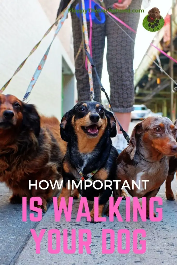 How important is walking your dog