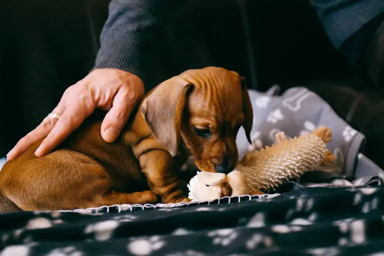 Are Squeaky Toys Bad For Dogs? Floppy The Dachshund