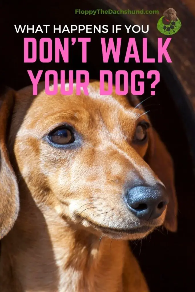 What happens if you dont walk your dog?