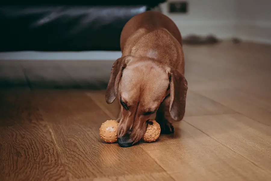 Why Do Dogs Have Favorite Toys?