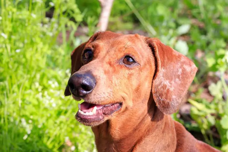 Why Does My Dog Chew On Rocks? - Floppy The Dachshund