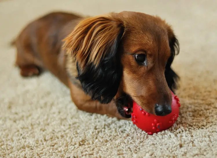 Squeaky Toys For Dogs