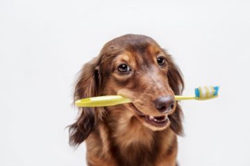 Cleaning the Teeth of a Dachshund Dog