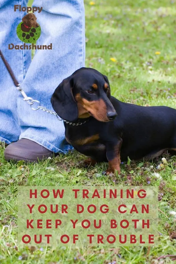 How Training Your Dog Can Keep You Both Out of Trouble -