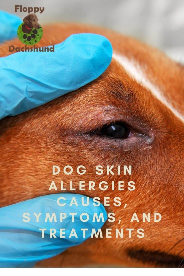 Dog Skin Allergies - Causes, Symptoms, and Treatments
