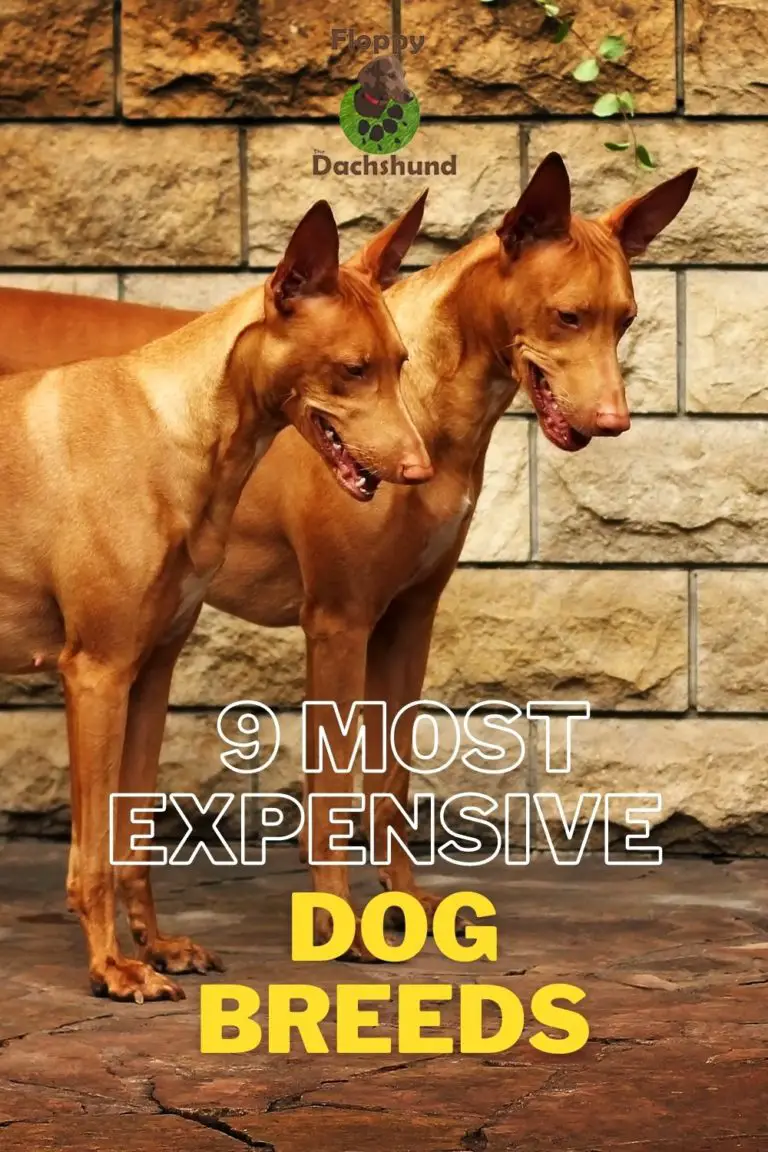 9 Most Expensive Dog Breeds