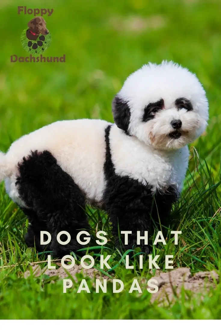 Dogs That Look Like Pandas