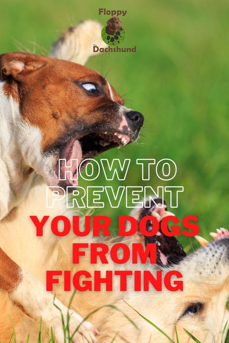 How To Prevent Your Dogs from Fighting