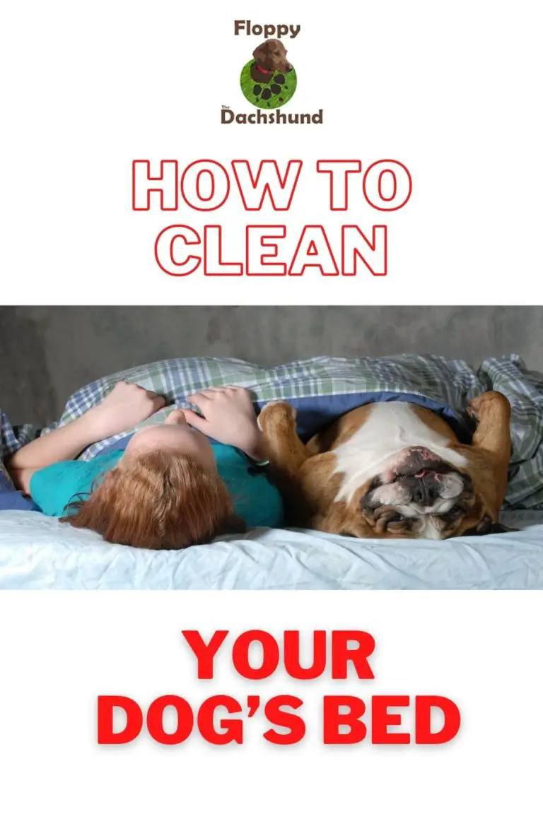 How to Clean Your Dog’s Bed -