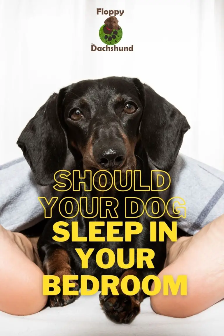 Should Your Dog Sleep in Your Bedroom