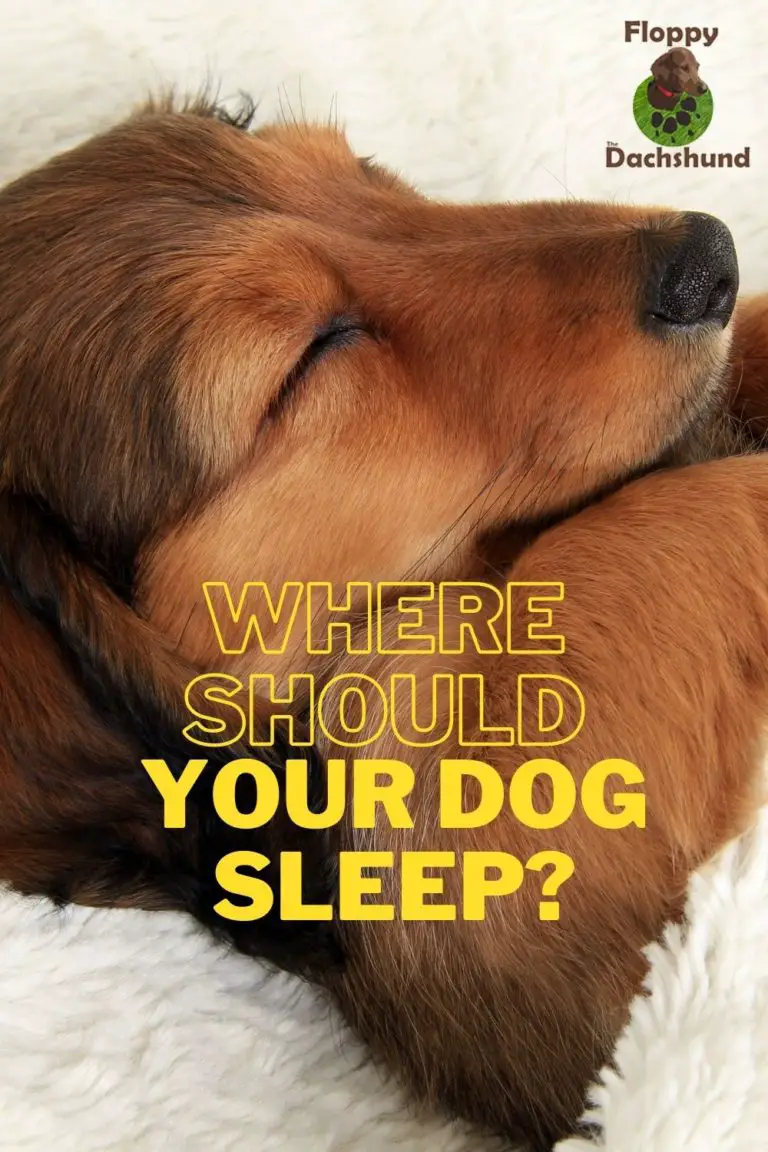 Where Should Your Dog Sleep