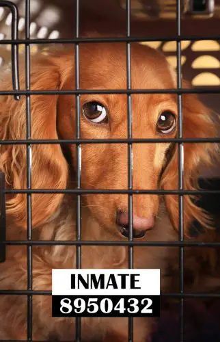 Is Crating Your Dachshund A Cruel Act Or A Great Training Method
